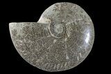 Polished Ammonite (Cleoniceras) Fossil - Madagascar #166385-1